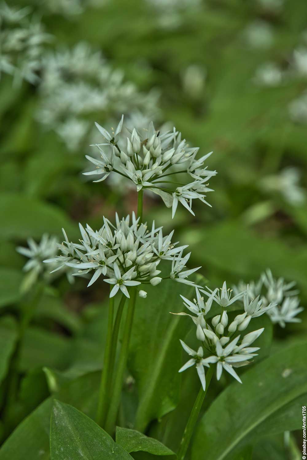 Bärlauch: Ein grünes Wunder der Natur