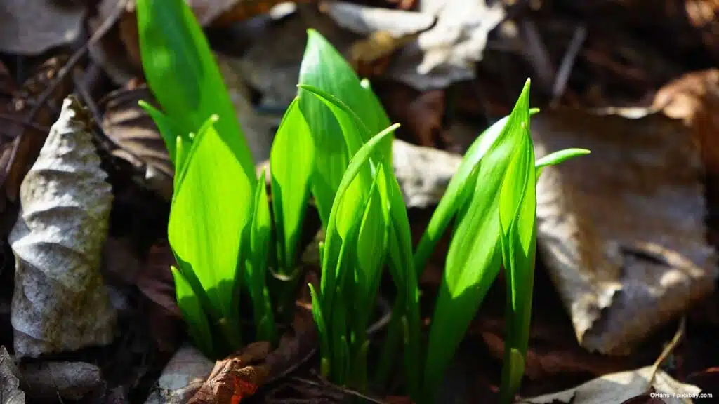 Bärlauch: Ein grünes Wunder der Natur