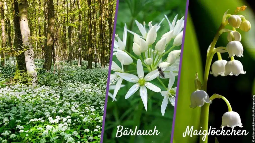 Bärlauch: Ein grünes Wunder der Natur